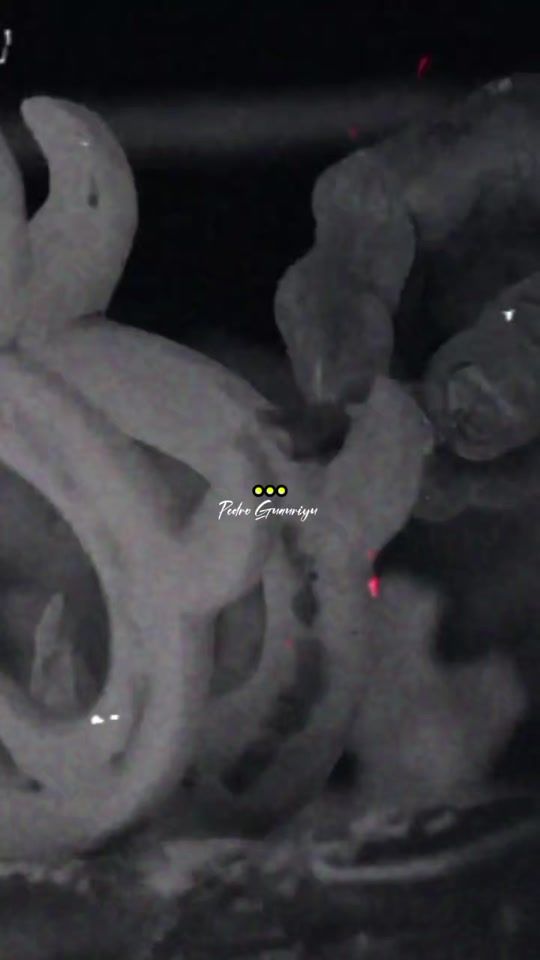 TikTok video thumbnail by pedrog0_i