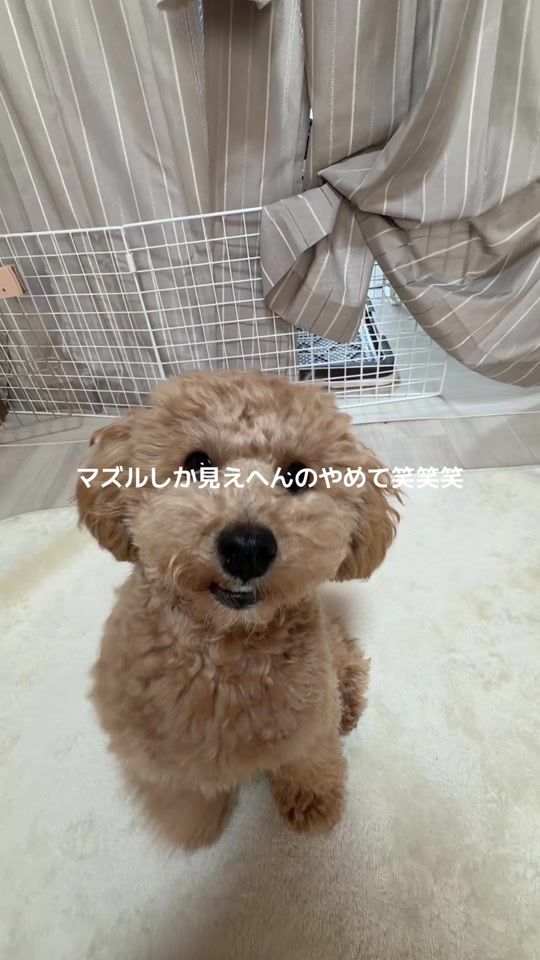TikTok video thumbnail by charocharo0709
