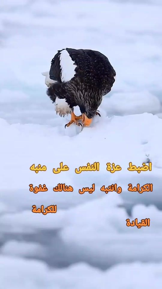 TikTok video thumbnail by 1234abdulrahim4