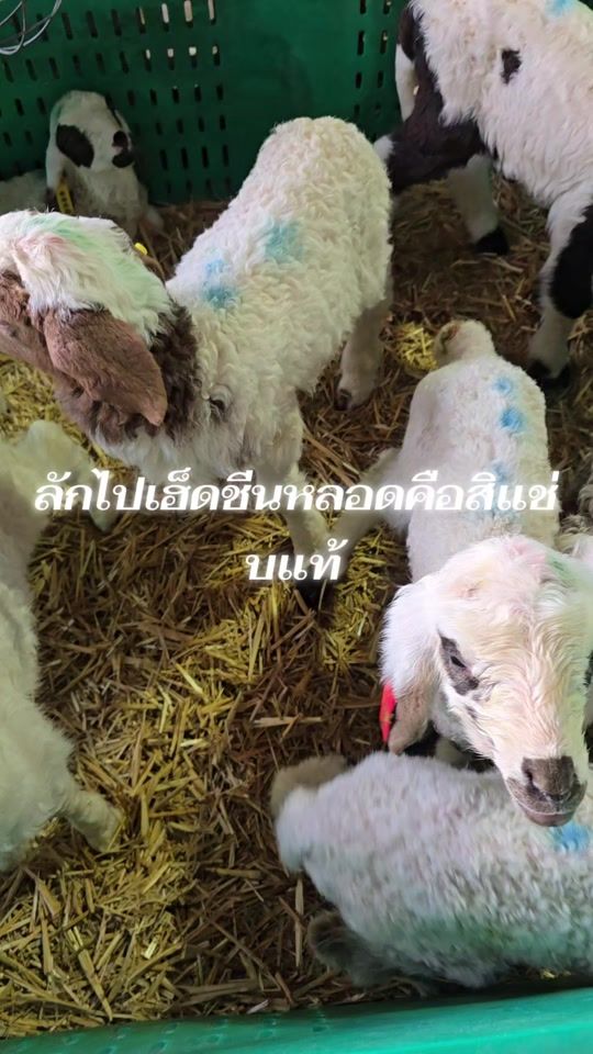 TikTok video thumbnail by yingmay17