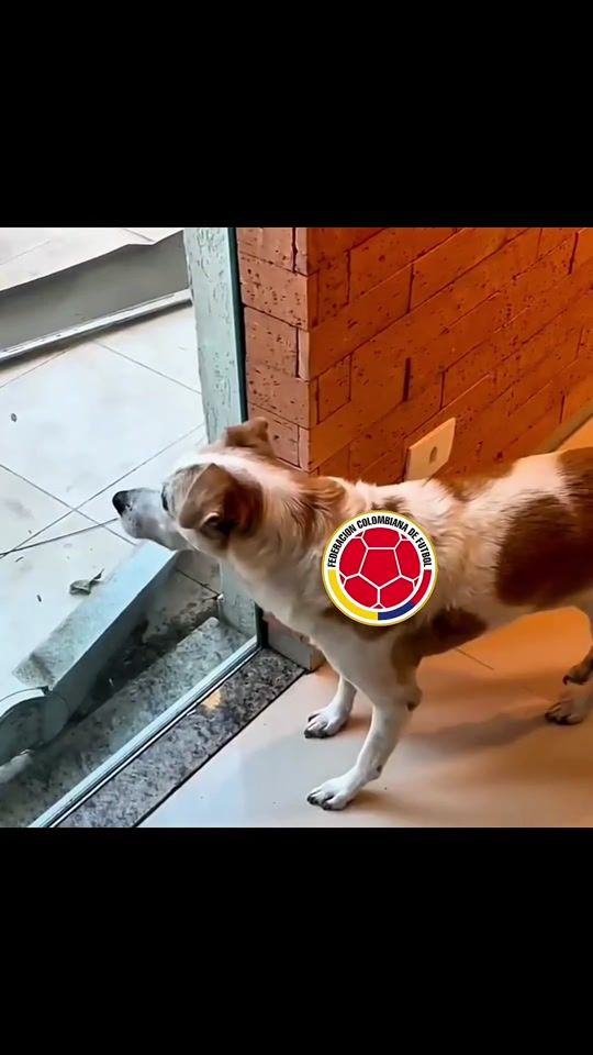 TikTok video thumbnail by sebasfrv7
