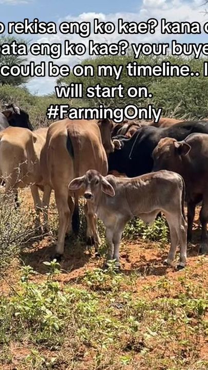 TikTok video thumbnail by atlegangfarms