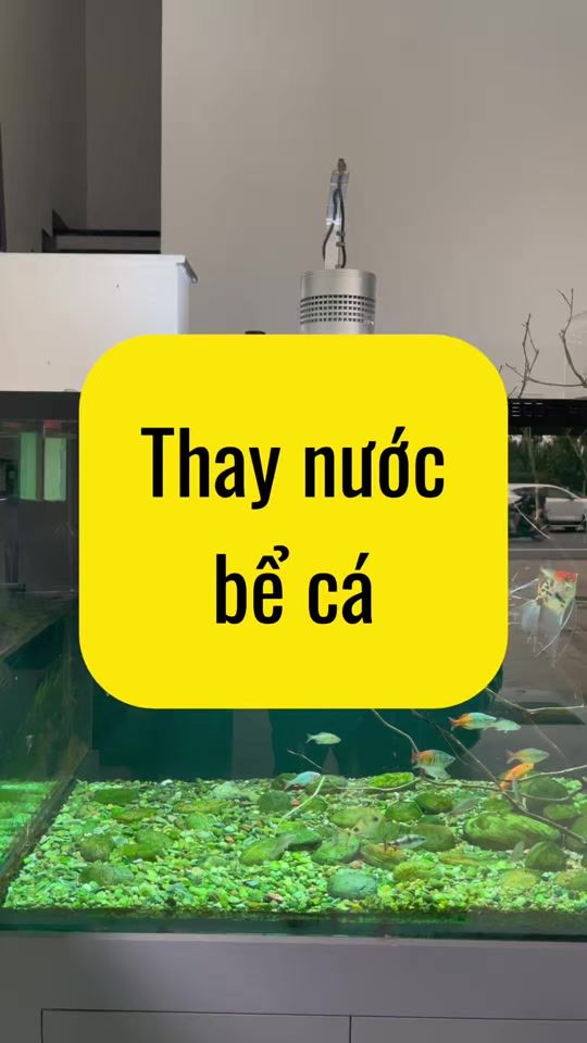 TikTok video thumbnail by nghienthungxop