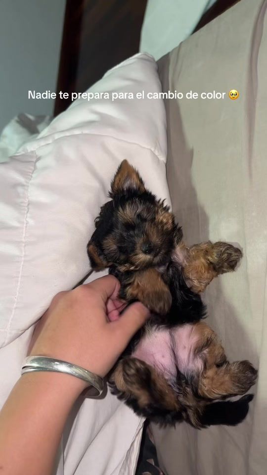 TikTok video thumbnail by lolabrambi
