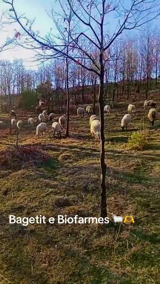 TikTok video thumbnail by biofarm_gramsh