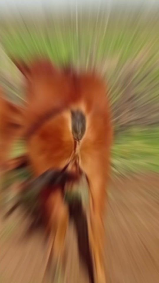 TikTok video thumbnail by peterkotikash1