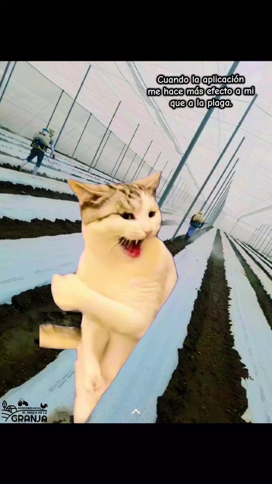 TikTok video thumbnail by amigo_de_la_granja