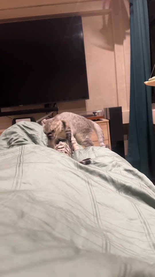 TikTok video thumbnail by pavitheralala