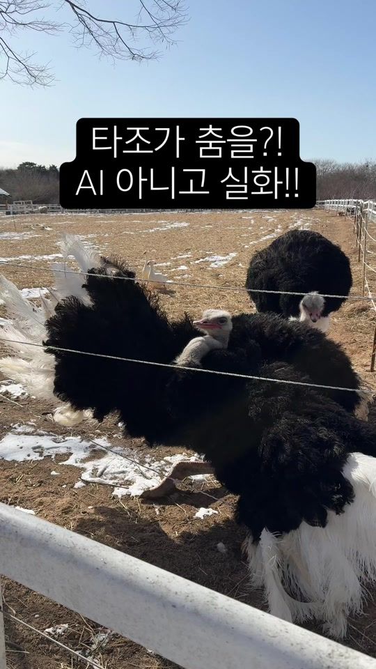 TikTok video thumbnail by inhwa2