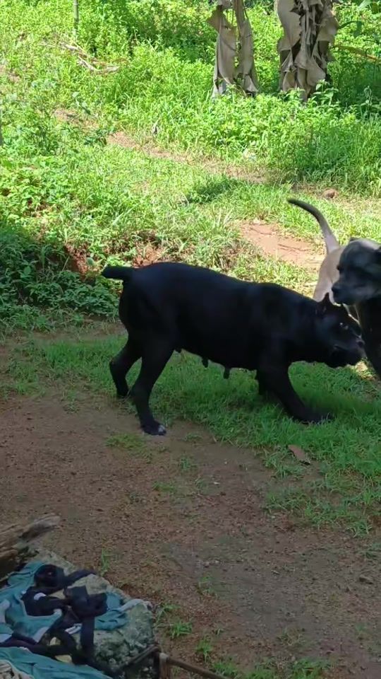 TikTok video thumbnail by nikikennel