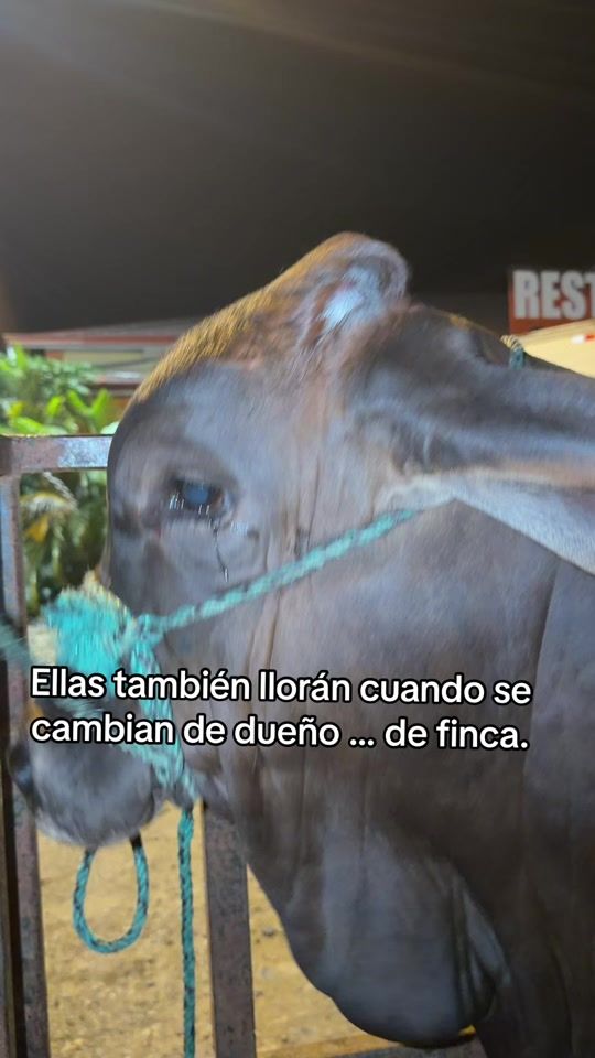TikTok video thumbnail by ganaderia_elarrayan
