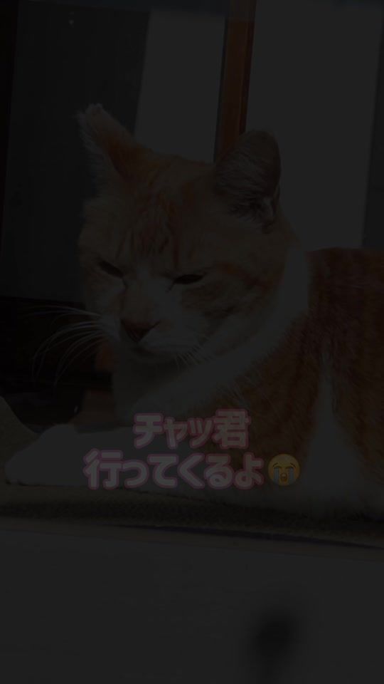 TikTok video thumbnail by chacha_neco
