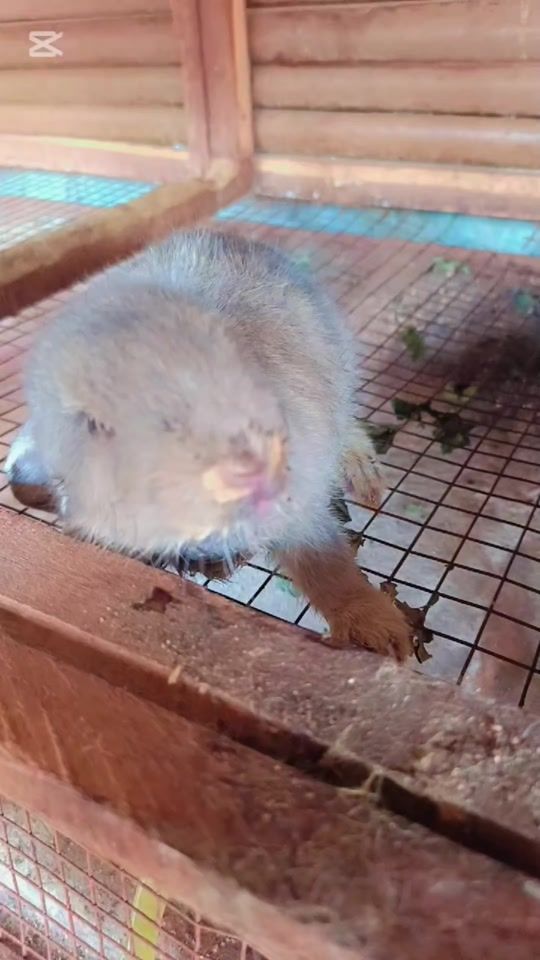 TikTok video thumbnail by theresa_farm