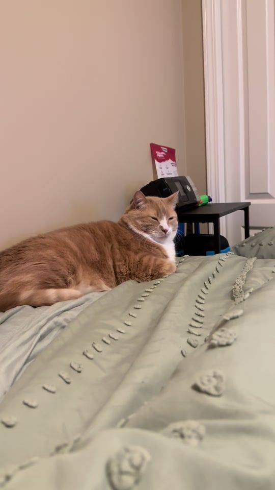 TikTok video thumbnail by thatdoggosarge