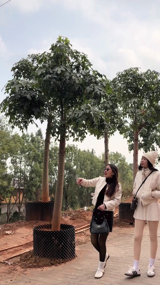 TikTok video thumbnail by mongvlk