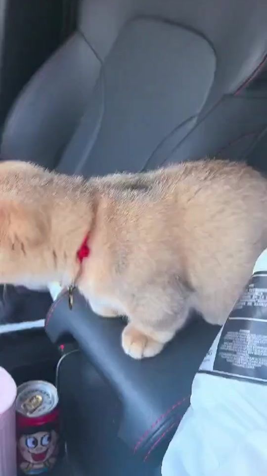 TikTok video thumbnail by wulong1997