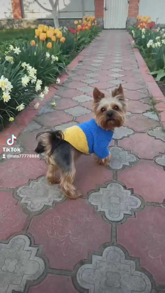 TikTok video thumbnail by nata77778888