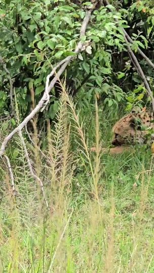 TikTok video thumbnail by beyondsafari