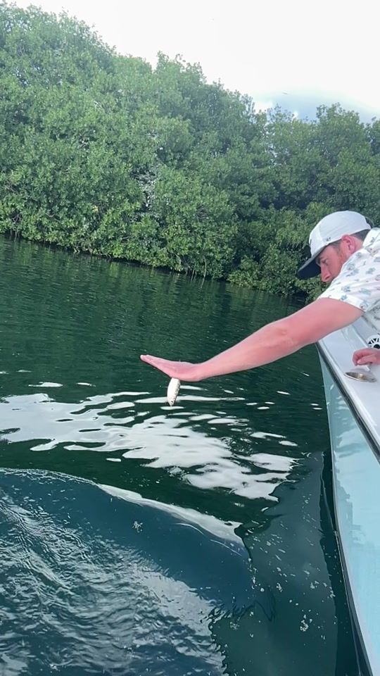 TikTok video thumbnail by itourbelize