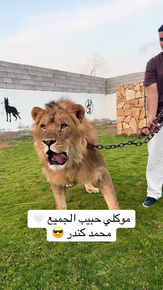 TikTok video thumbnail by abdoalsafra1