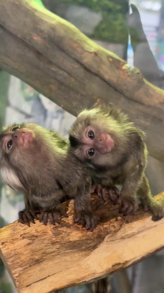 TikTok video thumbnail by animalspark.by