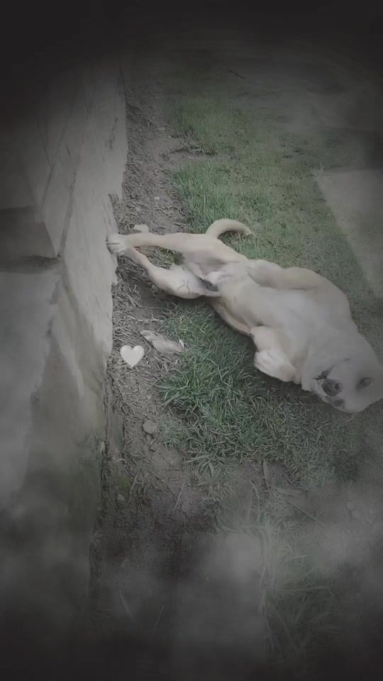 TikTok video thumbnail by la_chinis20