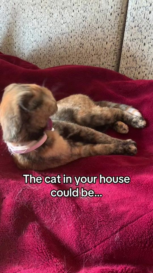 TikTok video thumbnail by purrfect_4ever