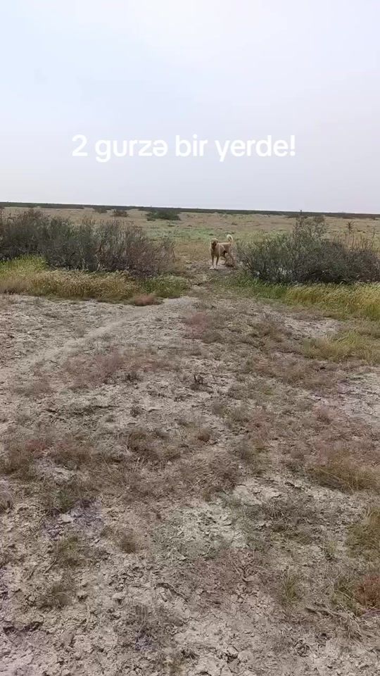 TikTok video thumbnail by senan_0065