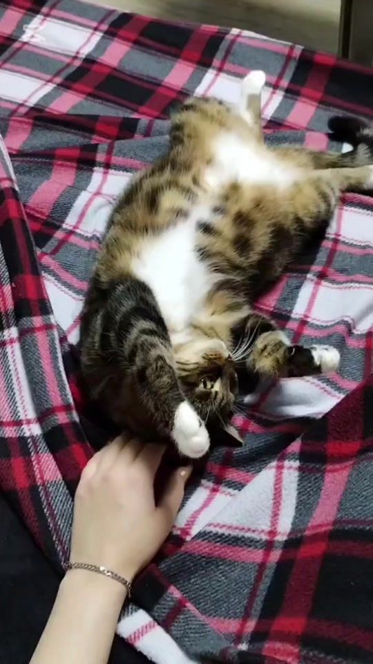 TikTok video thumbnail by zooshans_by