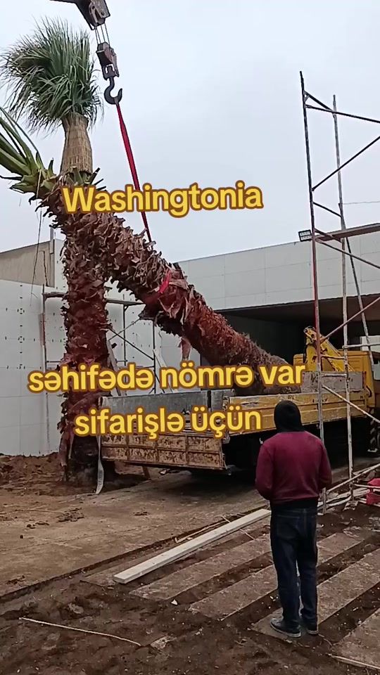 TikTok video thumbnail by palma4_4