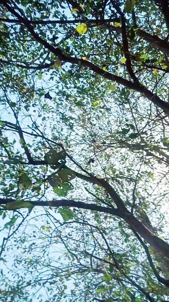 TikTok video thumbnail by krishnagiri78000