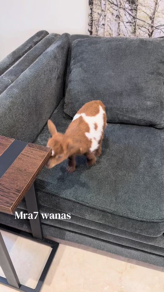 TikTok video thumbnail by mra7wanas