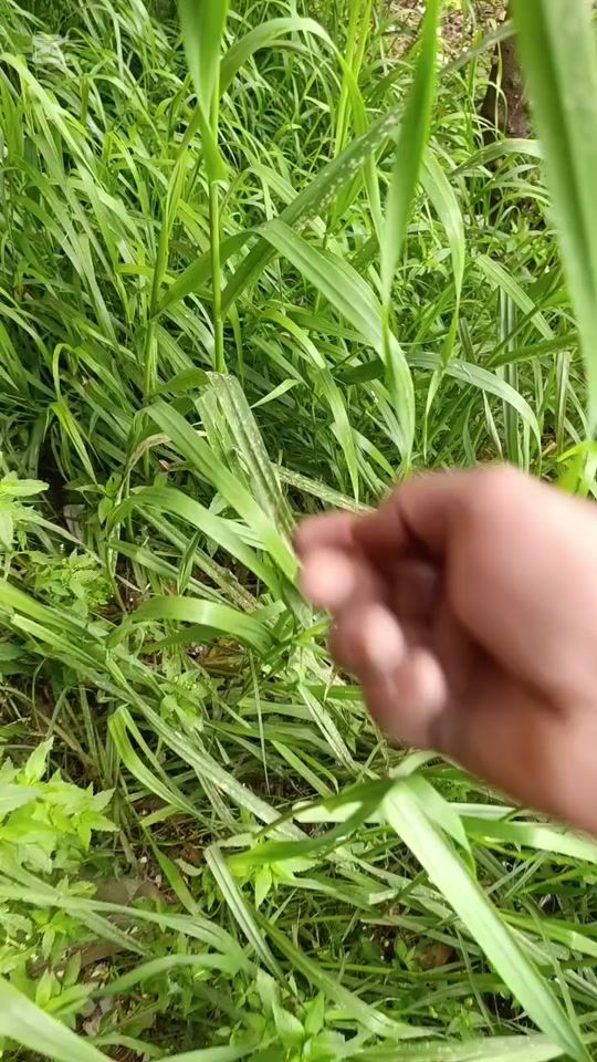 TikTok video thumbnail by serhatbudak777