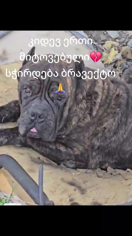 TikTok video thumbnail by darikogogebashvili