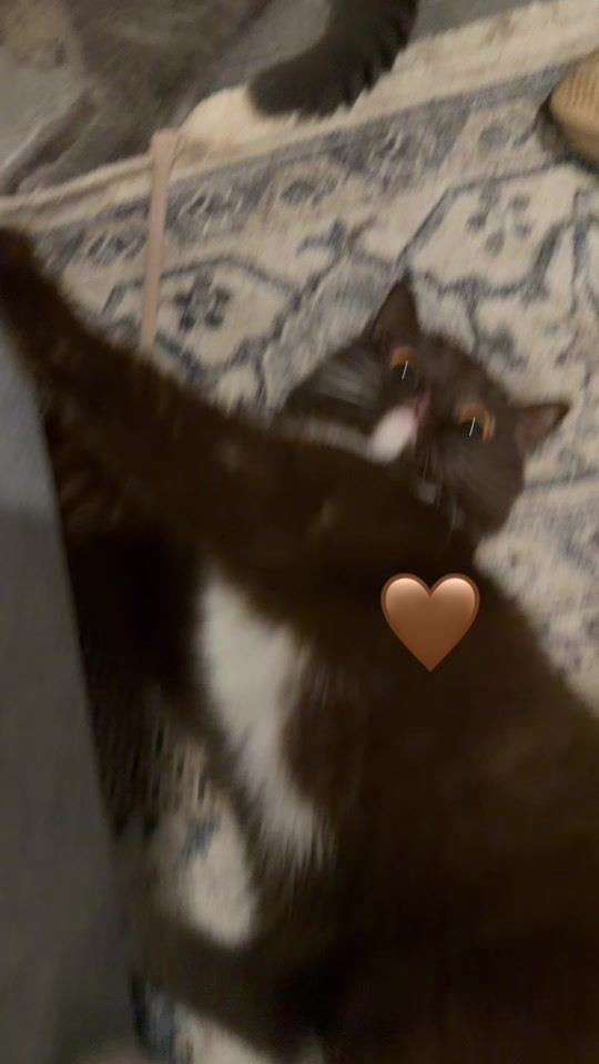 TikTok video thumbnail by kucingcoklats