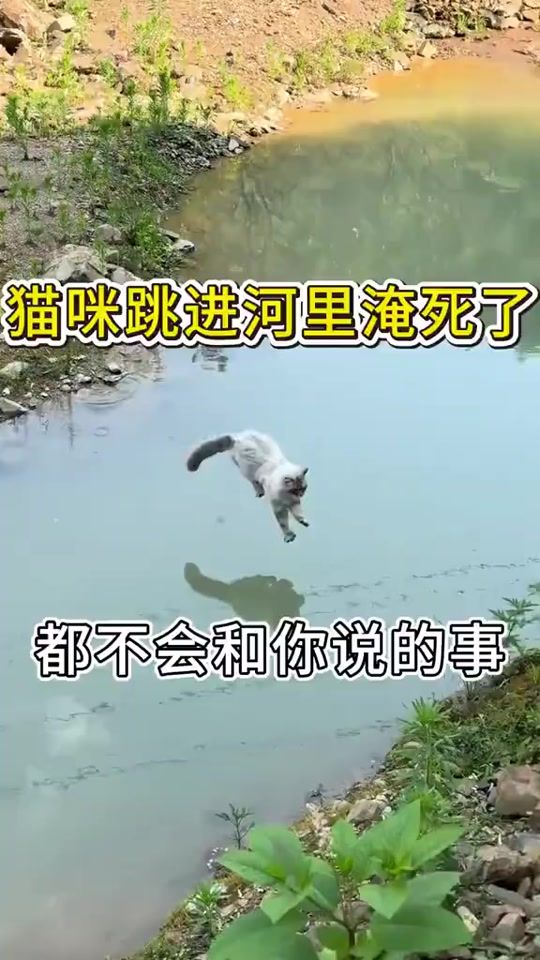 TikTok video thumbnail by frankpeng99