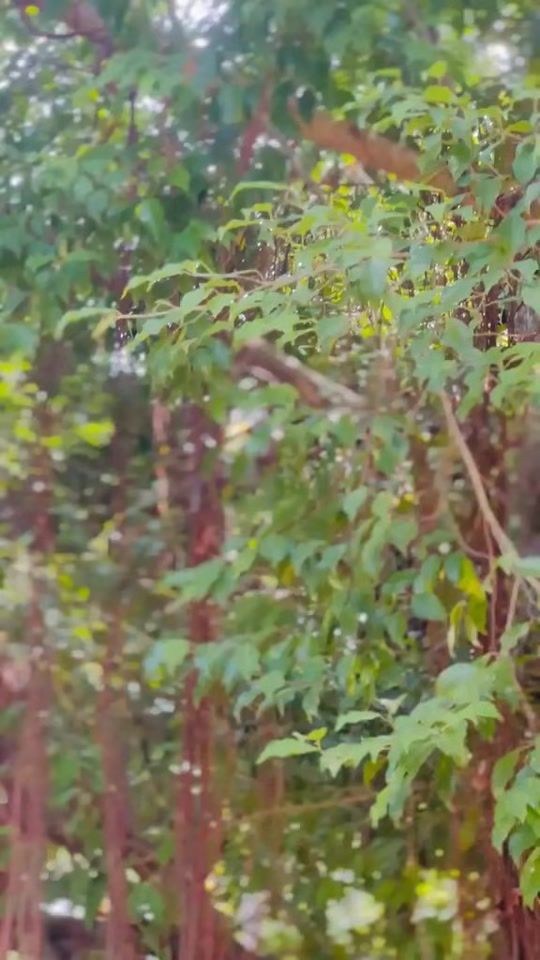 TikTok video thumbnail by 05dharshani22