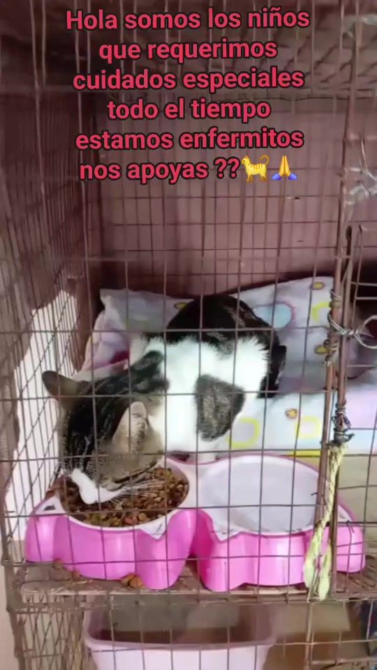 TikTok video thumbnail by mininos_felices