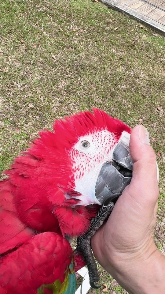 TikTok video thumbnail by spencerlimbk