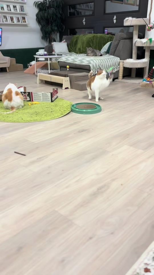 TikTok video thumbnail by thebighousecats
