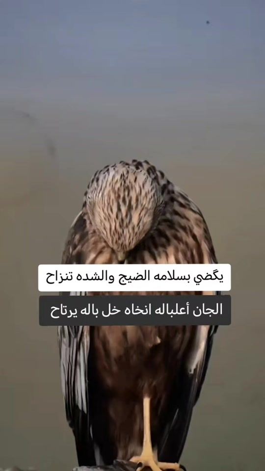 TikTok video thumbnail by 90__wi