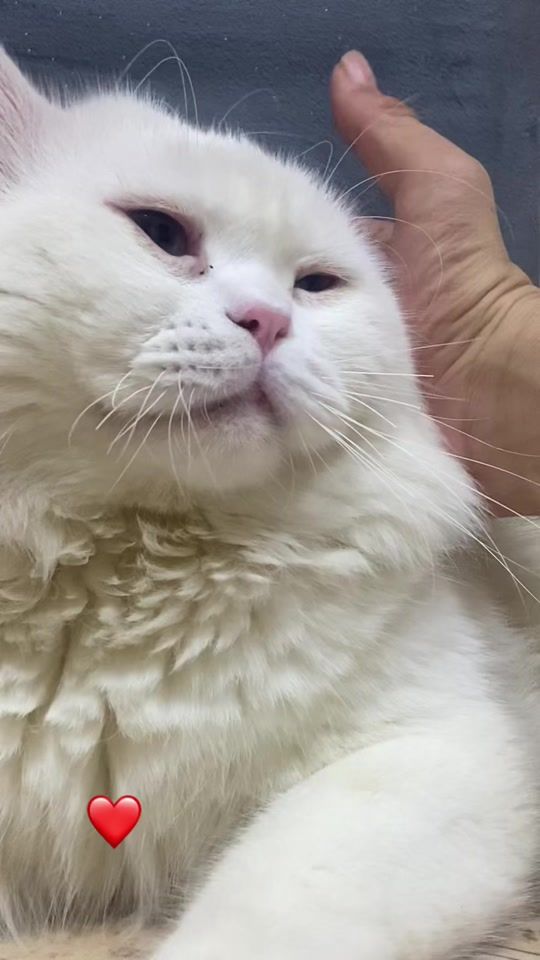 TikTok video thumbnail by _il219