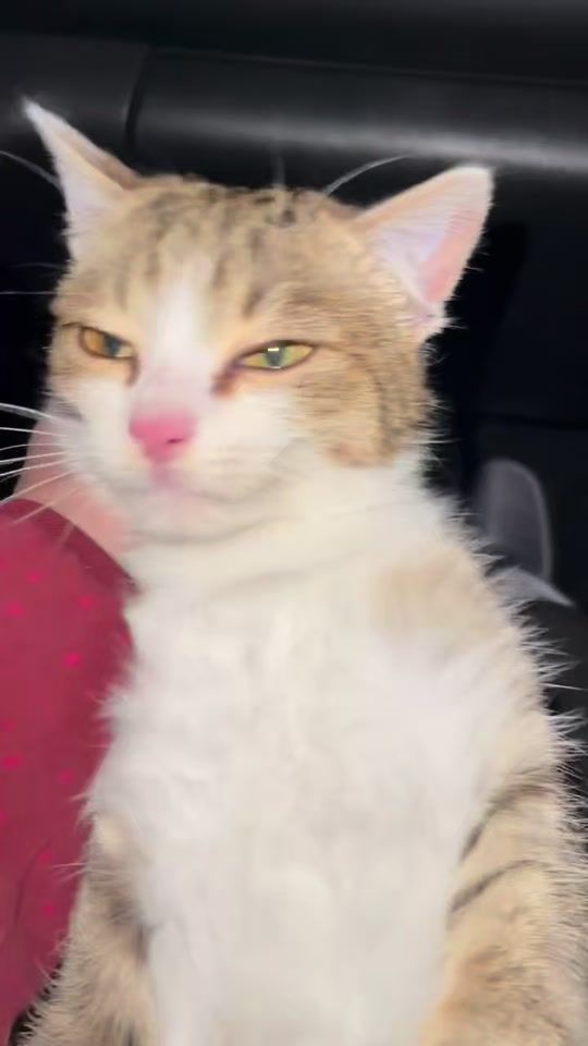 TikTok video thumbnail by zoofuria