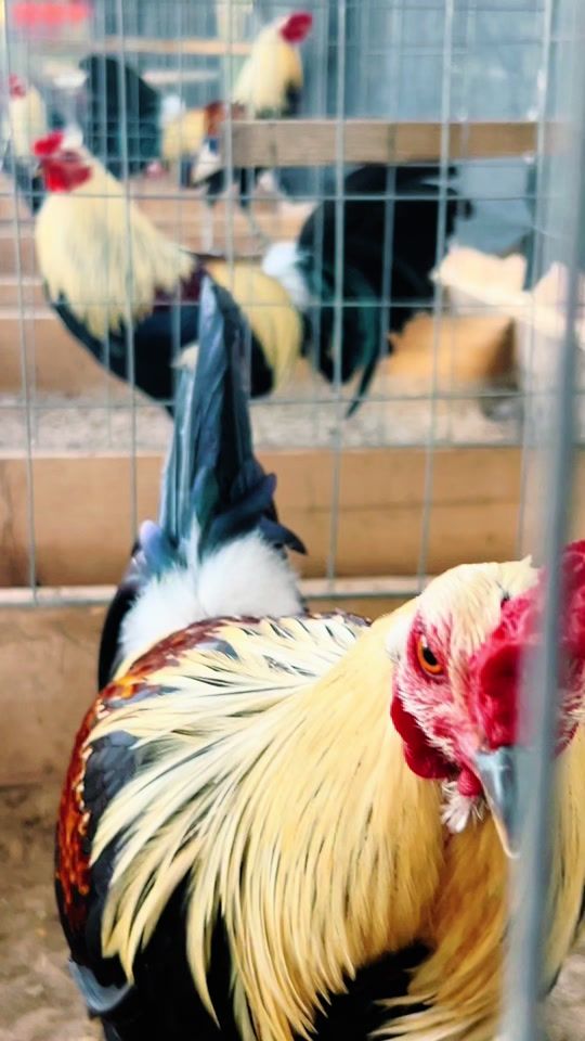 TikTok video thumbnail by 24k.game.farm