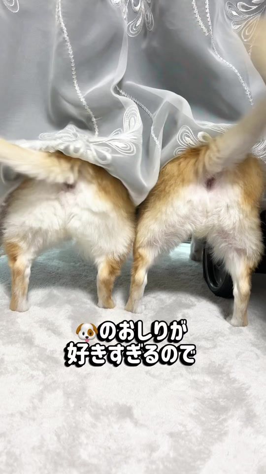 TikTok video thumbnail by kinakofu