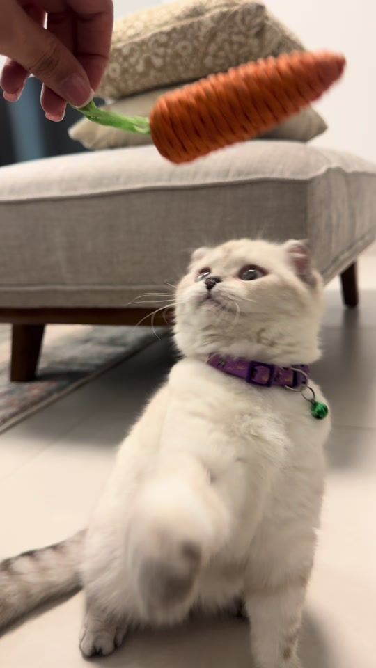 TikTok video thumbnail by amnaatufail