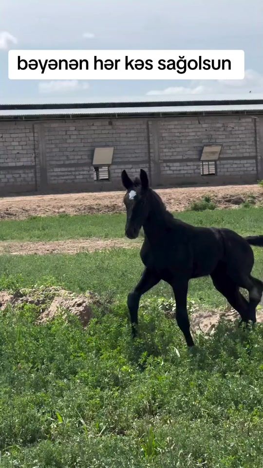 TikTok video thumbnail by yorga.atlar1