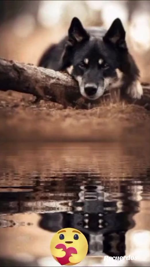 TikTok video thumbnail by loba_503