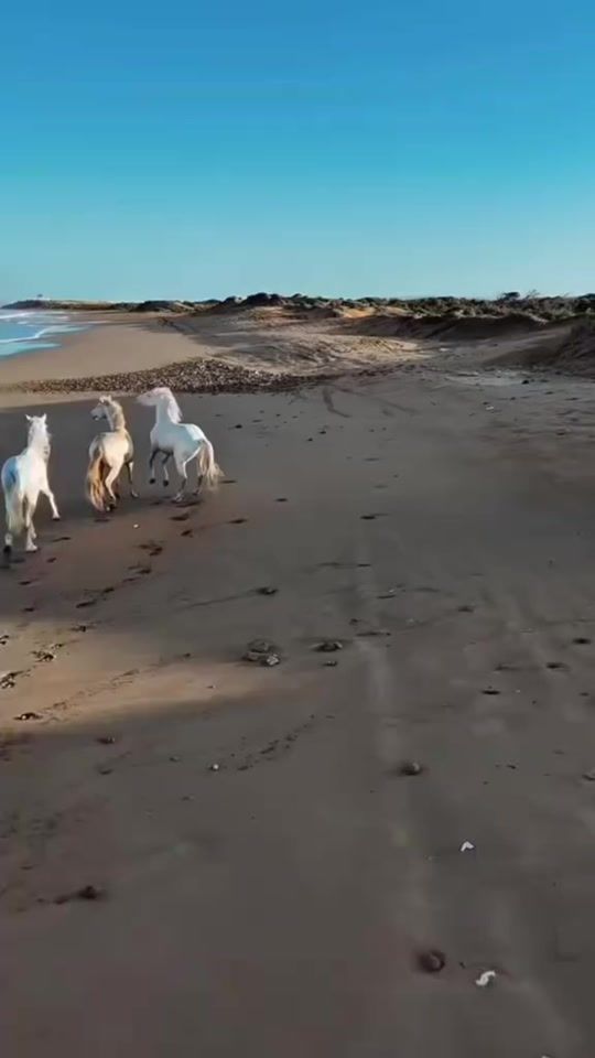 TikTok video thumbnail by leo.suapi