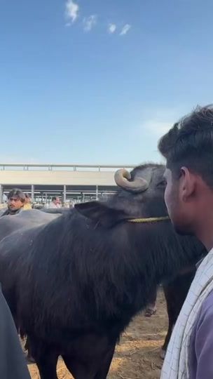 TikTok video thumbnail by ammar_meher